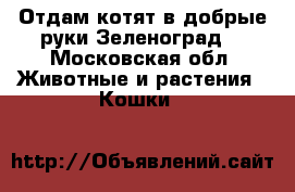 Отдам котят в добрые руки Зеленоград  - Московская обл. Животные и растения » Кошки   